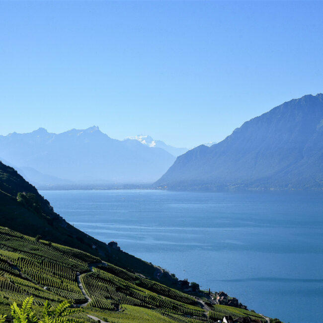 Lavaux et le Léman