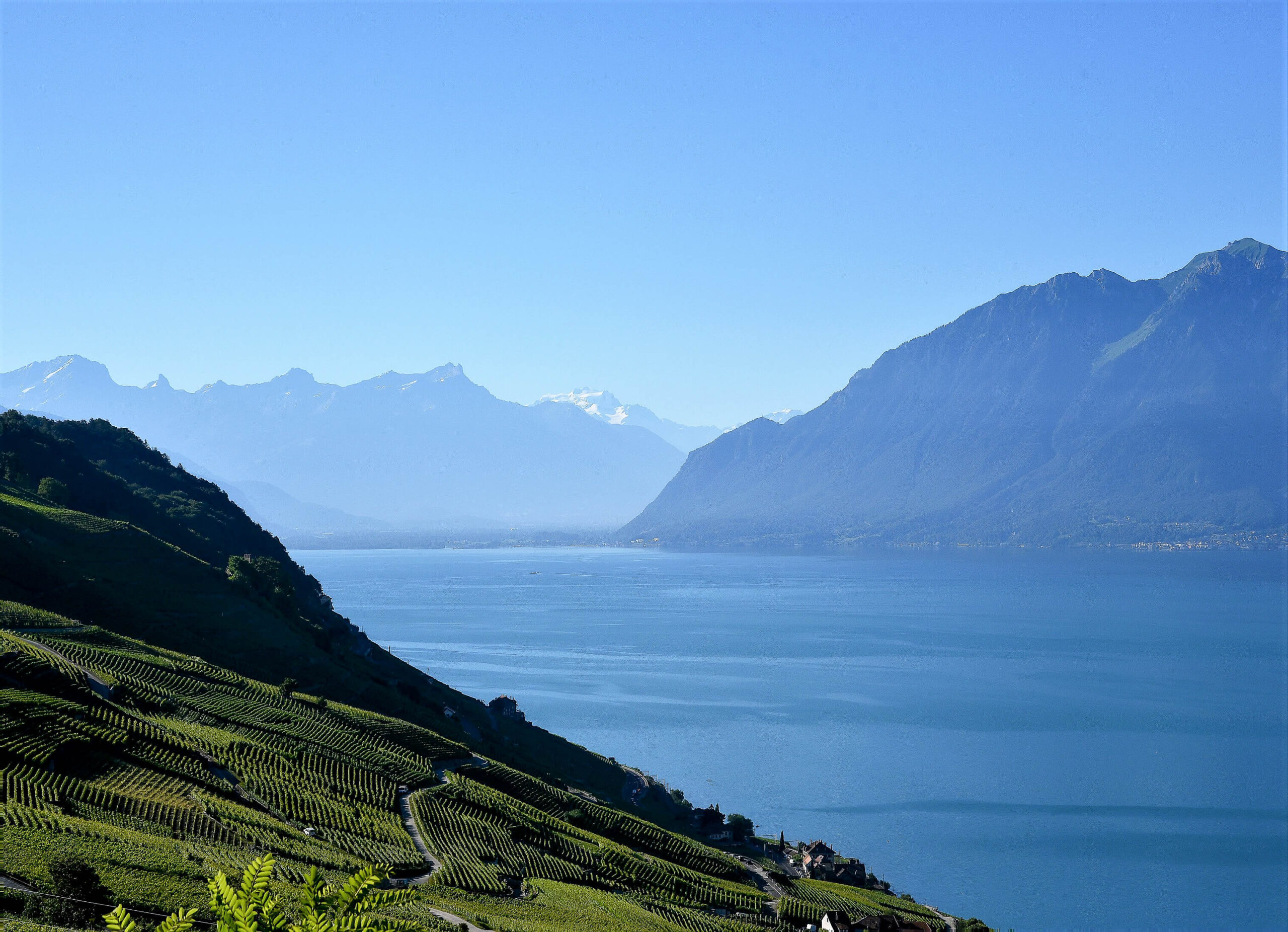 Les vignes en terrasses de Lavaux surplombent le Léman